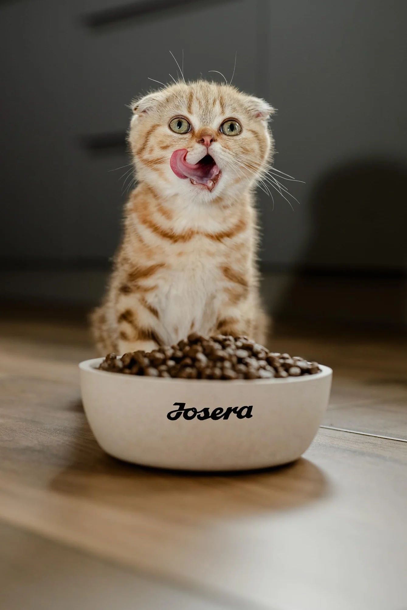 JosiCat Kitten (1 x 10 kg) | Karma dla kotów o wysokiej zawartości energii i cennym olejku z łososia i witamin, sucha karma premium dla rosnących i karmiących kotów, Powered by JOSERA, 1 szt. w