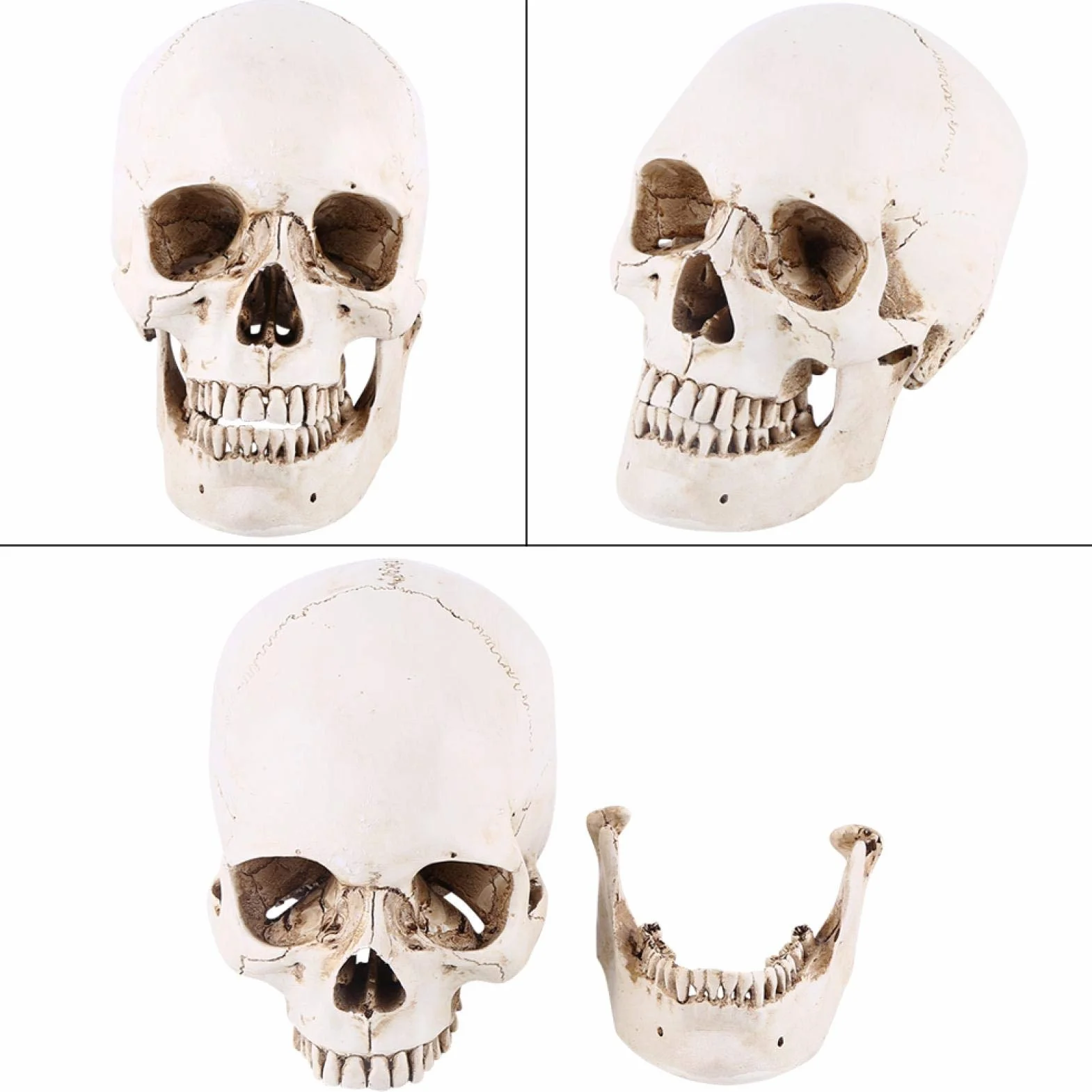 Replika ludzkiej czaszki 1:1 naturalnej wielkości żywica anatomiczny model medyczny Halloween
