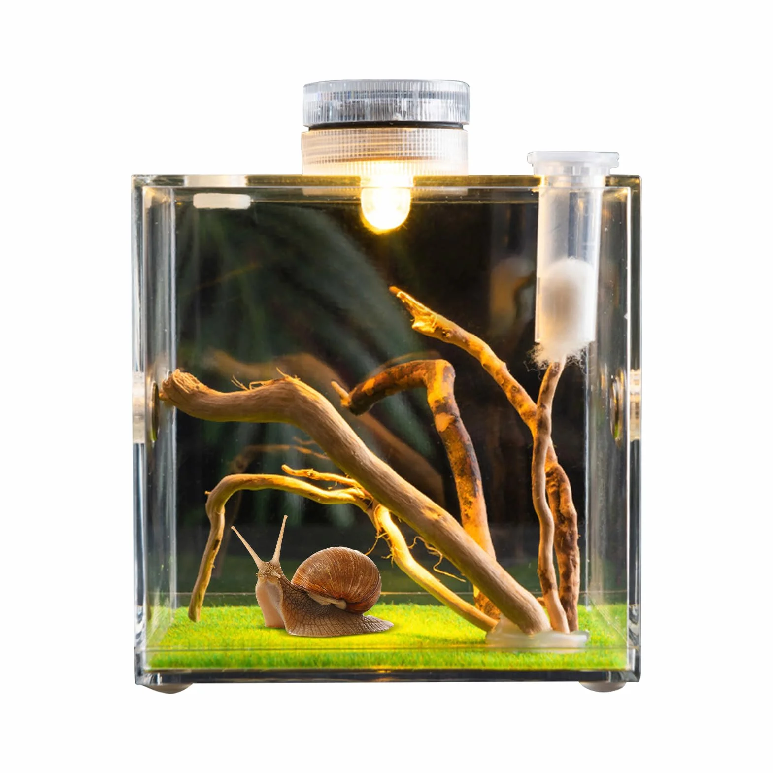 Skaczący pająk obudowa wiosna pająk salon pająk terrarium tarantula obudowa pająk klatka akrylowa chrząszcz terrarium owad terrarium