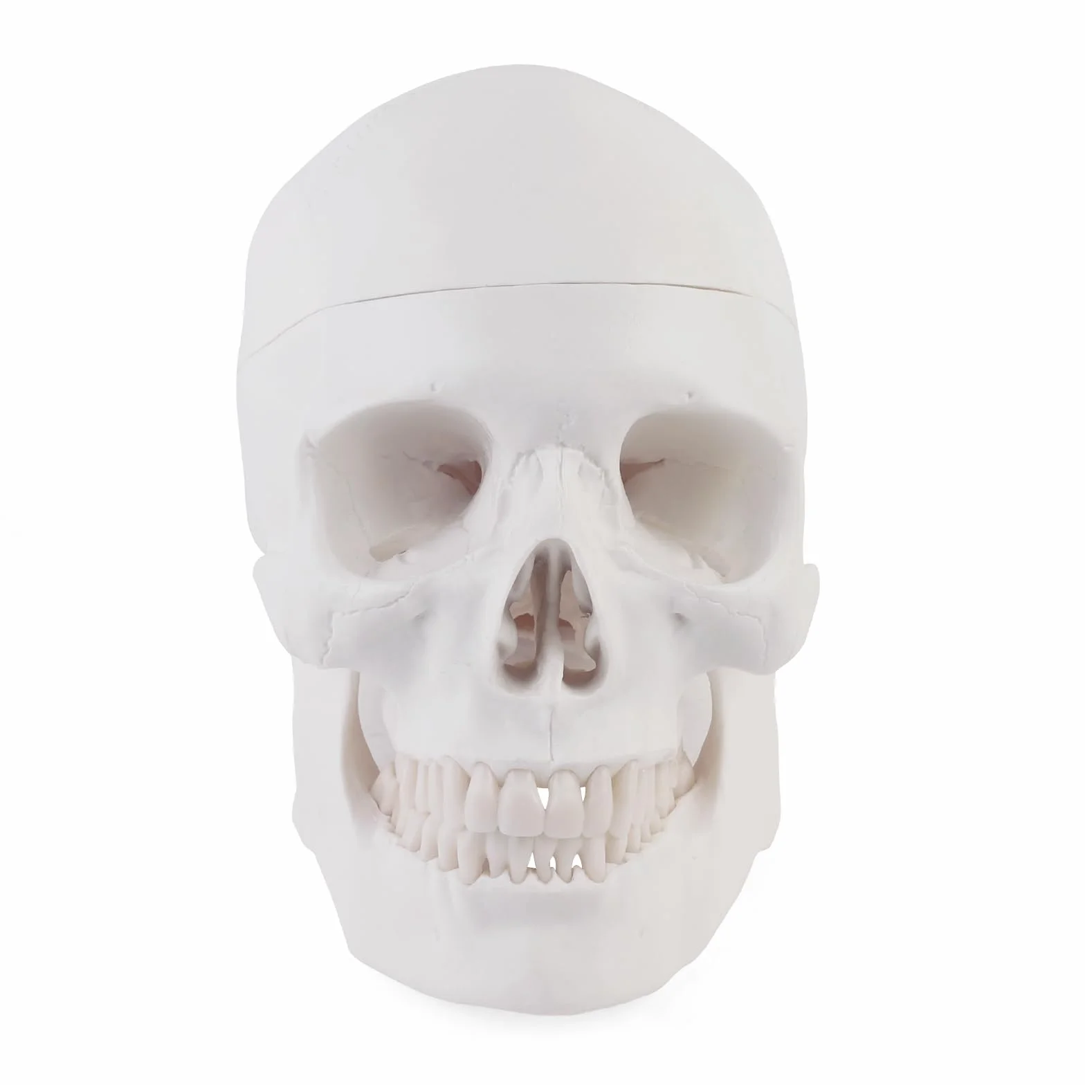 ERWEY Anatomiczny model czaszki szkielet model do nauki anatomii ，Biała