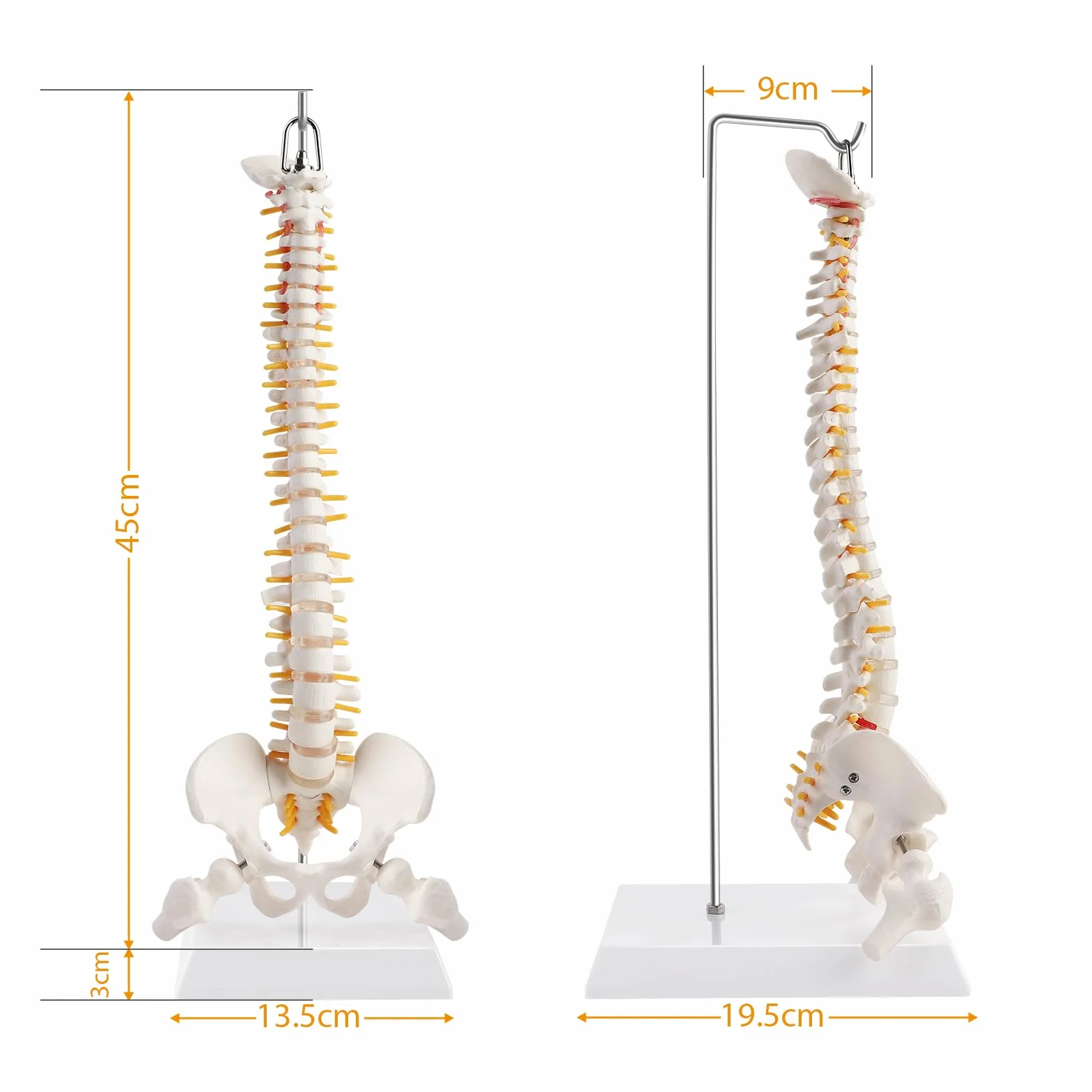 ERWEY Model ludzkiego kręgosłupa, model szkieletu kręgosłupa z kręgosłupem, miednicą, udami, cokołem i stojakiem do badań medycznych w klasie, 45 cm