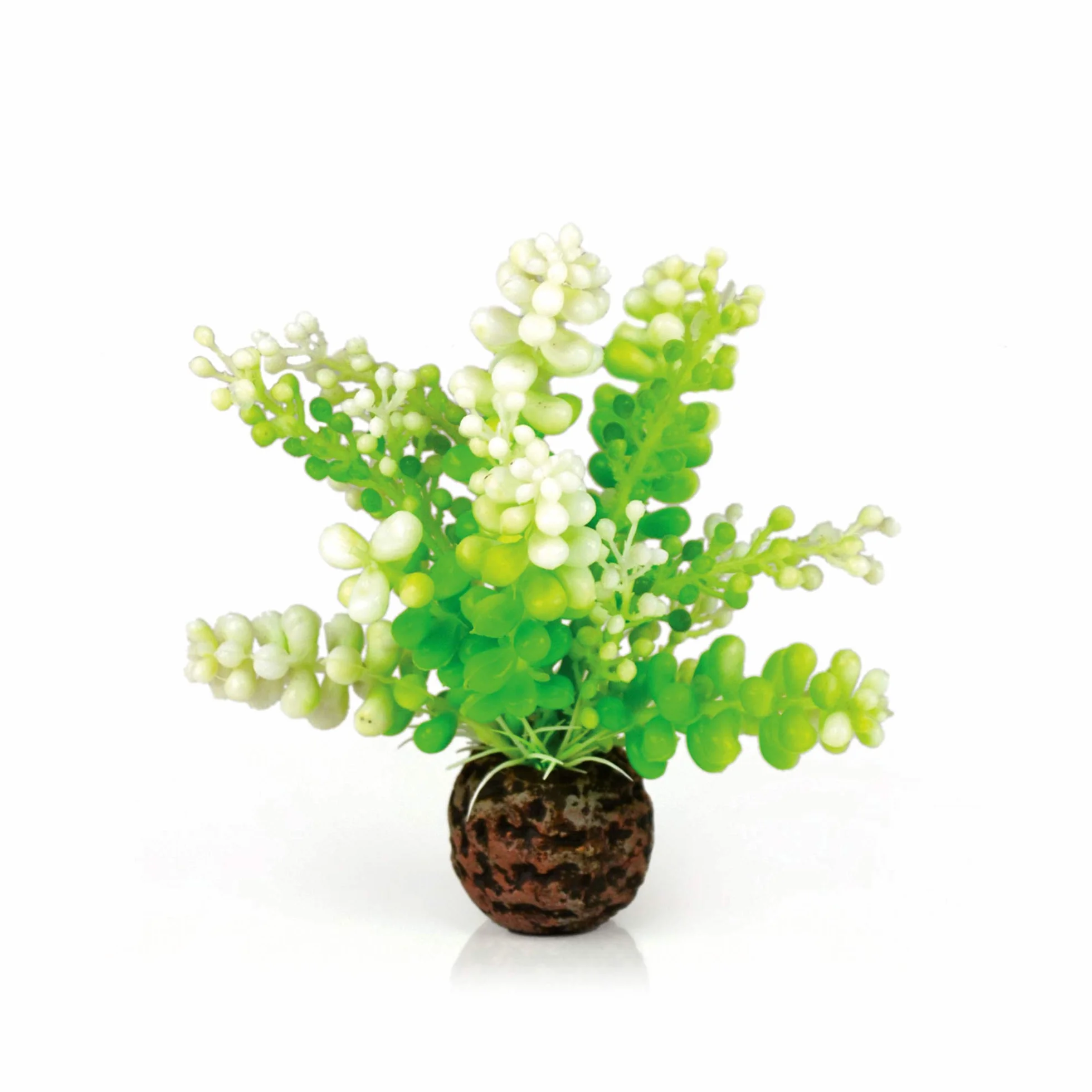 biOrb 46090 akwaria Caulerpa, zielone | akwarystyka | akwarium | rośliny akwariowe | kwiaty | dekoracja | akcesoria