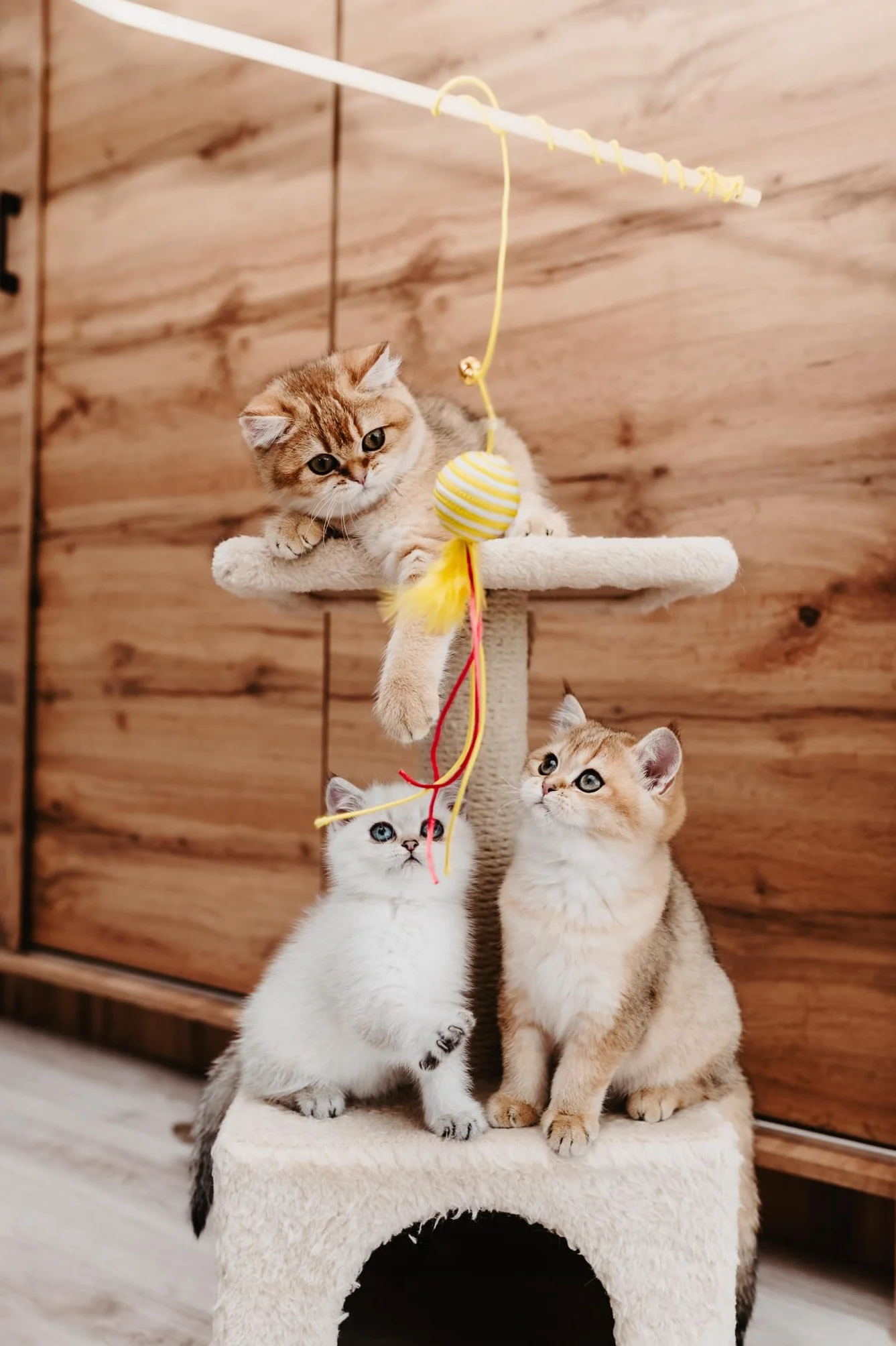 JosiCat Kitten (1 x 10 kg) | Karma dla kotów o wysokiej zawartości energii i cennym olejku z łososia i witamin, sucha karma premium dla rosnących i karmiących kotów, Powered by JOSERA, 1 szt. w