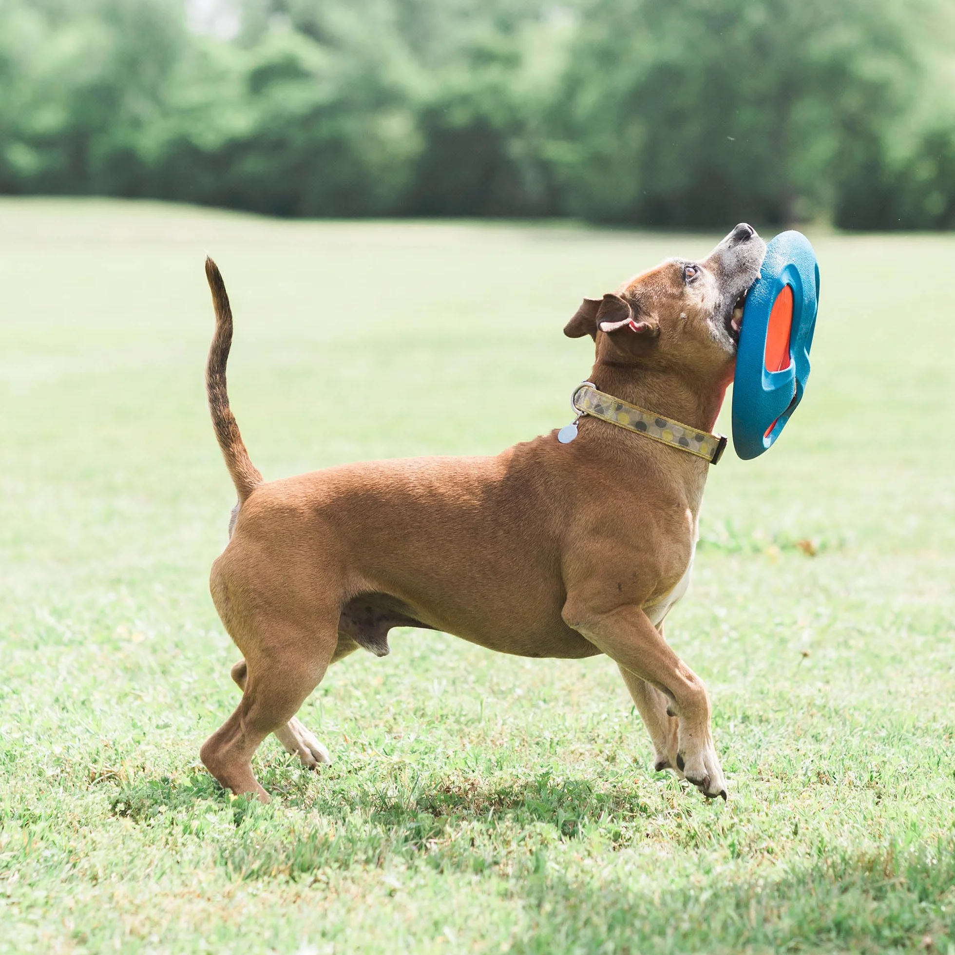 Chuckit! Fetch Flight Dog Toy Trwała gumowa narzuta frisbee i tarcza do pobierania dla psów