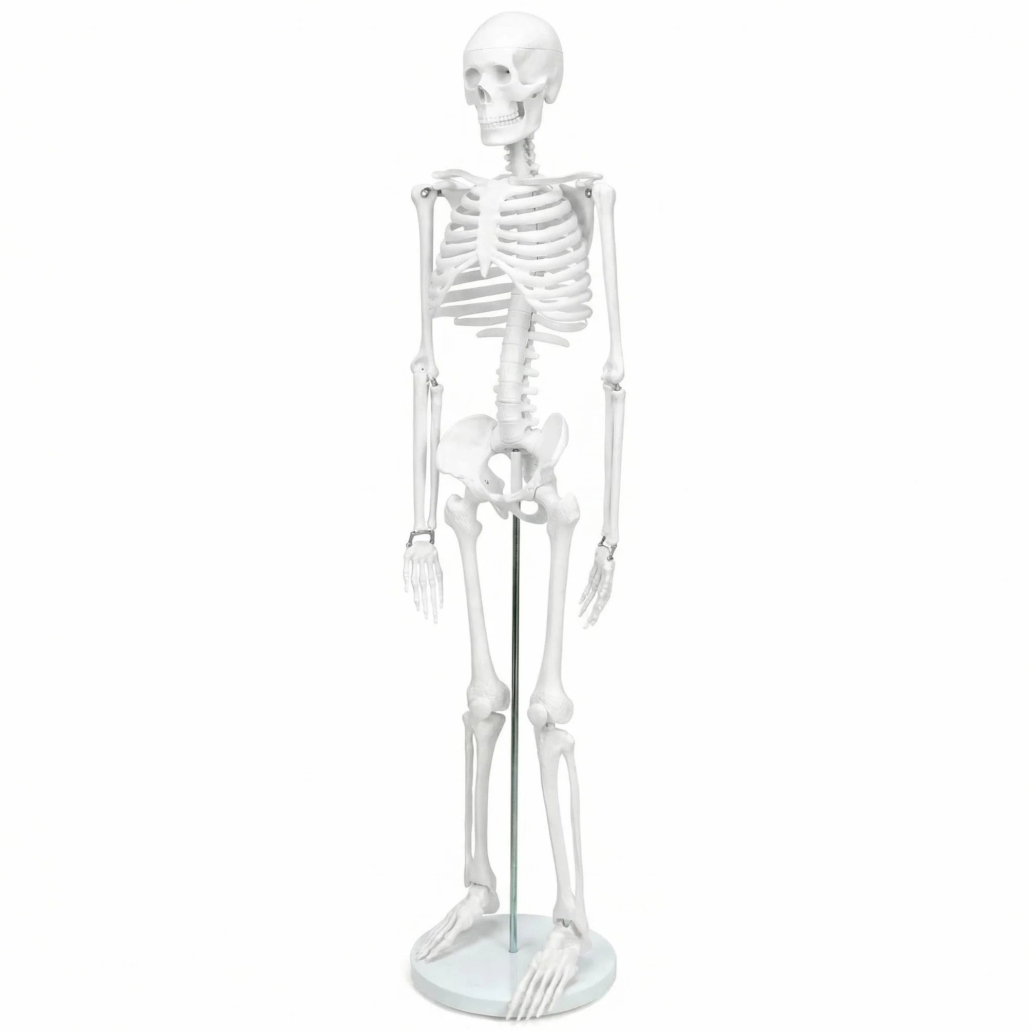 QWORK Model anatomiczny szkieletu człowieka 85 cm narzędzie do nauczania medycznego